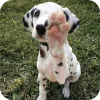 🐶 Эмодзи «Dalmatian» для Telegram