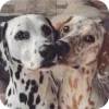 🐶 Эмодзи «Dalmatian» для Telegram