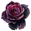 🤎 Эмодзи «🤎 Dark Academy» для Telegram