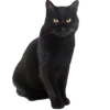 🐈‍⬛ Эмодзи «Dark Mood» для Telegram