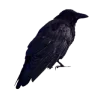 ❤️ Эмодзи «๋࣭ ۶ৎ -'⁠*⁠.⁠⭑» для Telegram