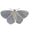 🦋 Эмодзи «Украшения ૮ა» для Telegram