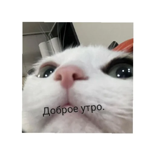 😄 Стикер «День/ ночь» для Telegram