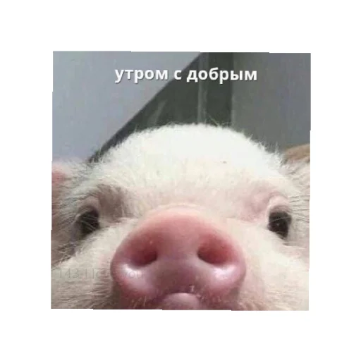 😄 Стикер «День/ ночь» для Telegram
