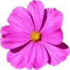 🌺 Эмодзи «Shine Bright Like» для Telegram