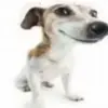 😎 Эмодзи «Собачки X» для Telegram