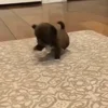 🐶 Эмодзи «Собачки X» для Telegram