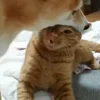 😘 Эмодзи «Собачки X» для Telegram
