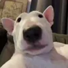 😉 Эмодзи «Собачки X» для Telegram