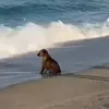 😔 Эмодзи «Собачки X» для Telegram