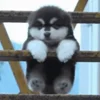 🙂 Эмодзи «Собачки X» для Telegram