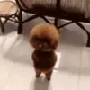🕺 Эмодзи «Собачки X» для Telegram