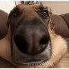 😶 Эмодзи «Собачки X» для Telegram