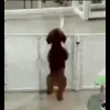 🕺 Эмодзи «Собачки X» для Telegram