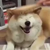 🙂 Эмодзи «Собачки X» для Telegram