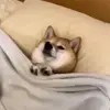 😴 Эмодзи «Собачки X» для Telegram