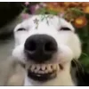 😁 Эмодзи «Собачки X» для Telegram