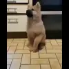 🕺 Эмодзи «Собачки X» для Telegram