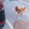 🙂 Эмодзи «Собачки X» для Telegram