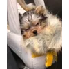 🤨 Эмодзи «Собачки X» для Telegram
