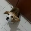 🕺 Эмодзи «Собачки X» для Telegram