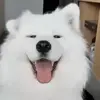 😄 Эмодзи «Собачки X» для Telegram