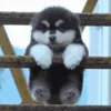 ☺️ Эмодзи «Собачки X» для Telegram