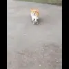 🚶‍♂ Эмодзи «Собачки X» для Telegram