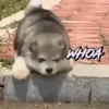 🤩 Эмодзи «Собачки X» для Telegram