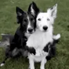 🤗 Эмодзи «Собачки X» для Telegram