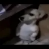 😶 Эмодзи «Собачки X» для Telegram