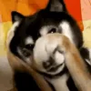 🫣 Эмодзи «Собачки X» для Telegram