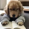 🤓 Эмодзи «Собачки X» для Telegram