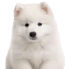 🤩 Эмодзи «Собаки» для Telegram