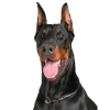 🤩 Эмодзи «Собаки» для Telegram