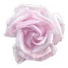 🌹 Эмодзи «𓊈Dollcore𓊉 𝒷𝓎» для Telegram