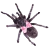🕷️ Эмодзи «𓊈Dollcore𓊉 𝒷𝓎» для Telegram
