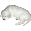 🐕 Эмодзи «𓊈Dollcore𓊉 𝒷𝓎» для Telegram