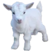 🐐 Эмодзи «𓊈Dollcore𓊉 𝒷𝓎» для Telegram