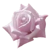 🌹 Эмодзи «𓊈Dollcore𓊉 𝒷𝓎» для Telegram