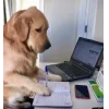 🤩 Эмодзи «🤩 Мемные собакены - пак собачек» для Telegram