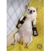 🤩 Эмодзи «🤩 Мемные собакены - пак собачек» для Telegram