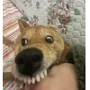 🤩 Эмодзи «🤩 Мемные собакены - пак собачек» для Telegram