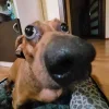 🤩 Эмодзи «🤩 Мемные собакены - пак собачек» для Telegram