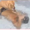 🤩 Эмодзи «🤩 Мемные собакены - пак собачек» для Telegram