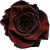 🤩 Эмодзи «᱙ Dottore» для Telegram
