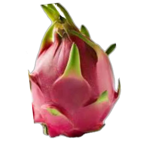 🌸 Стикер «Dragon fruit» для Telegram