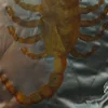 🦂 Эмодзи «Drive Драйв» для Telegram