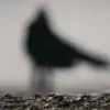 🥷 Эмодзи «Дюна Dune» для Telegram