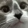 😐 Эмодзи «👹 Escape from Tarkov Emoji» для Telegram